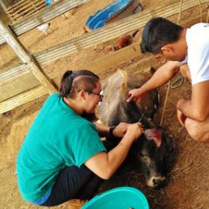 Atendimento a Campo: Descorna